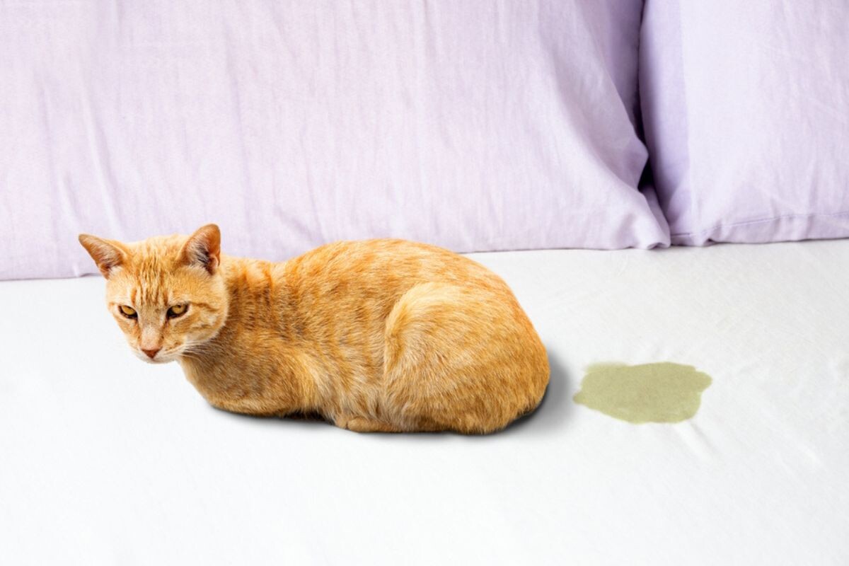 Почему кошка гадит на кровать