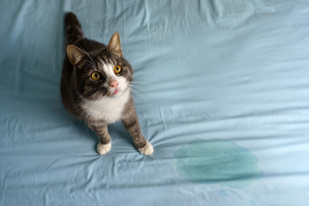 Кошка гадит на кровать: как отучить
