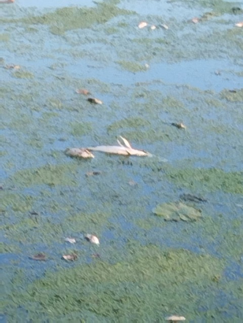 Щуки, караси, довольно крупная рыба всплывает, уже не мелкая  