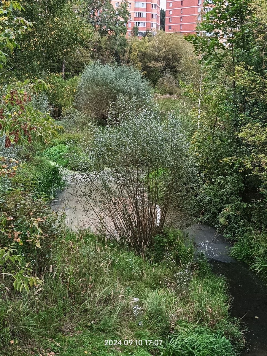 Именно эта часть реки страдает. Около Сосновки. 