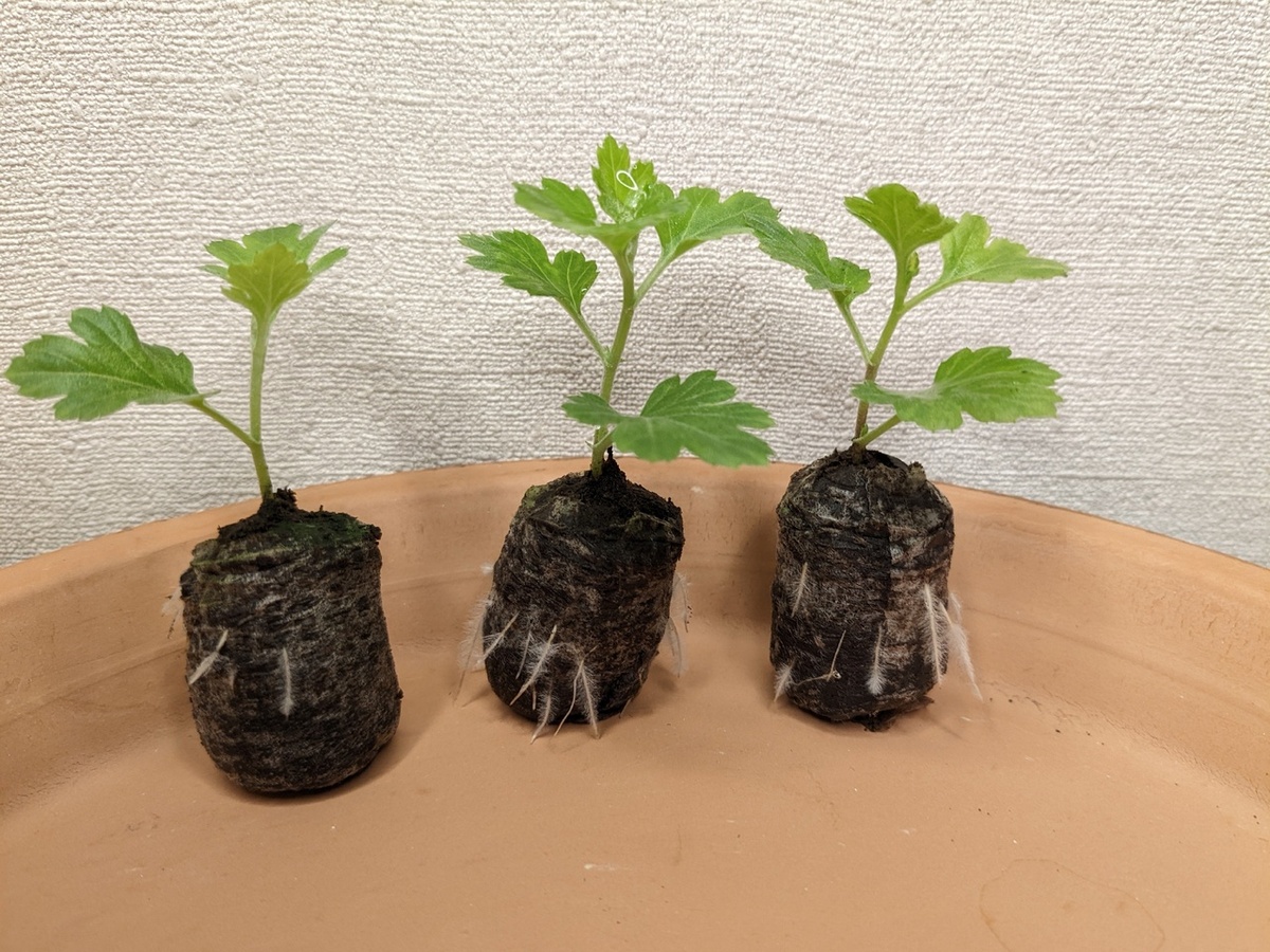 Укоренившиеся черенки хризантемы мультифлора