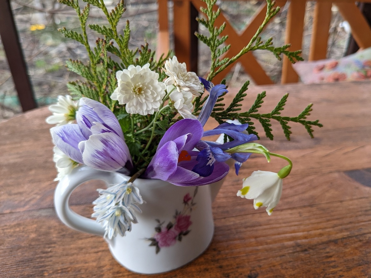 Встреча в апреле цветущих первоцветов и хризантемы