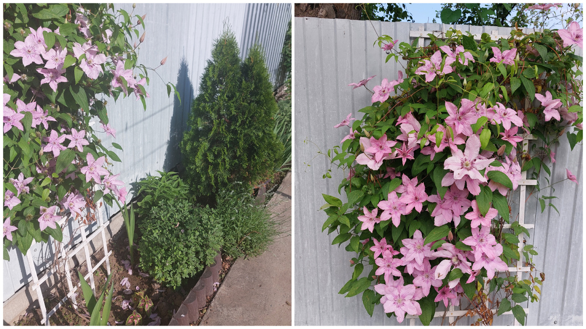 Цветение клематиса.