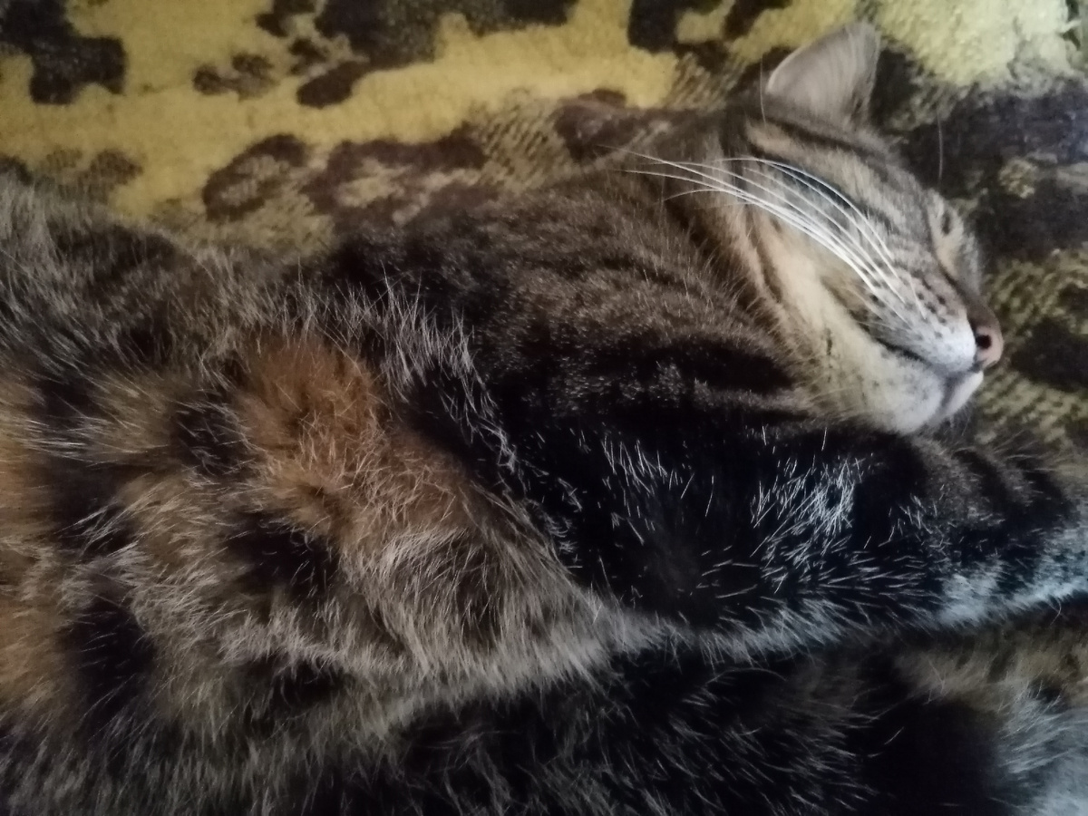 Шерхан слился с "окружающей средой"