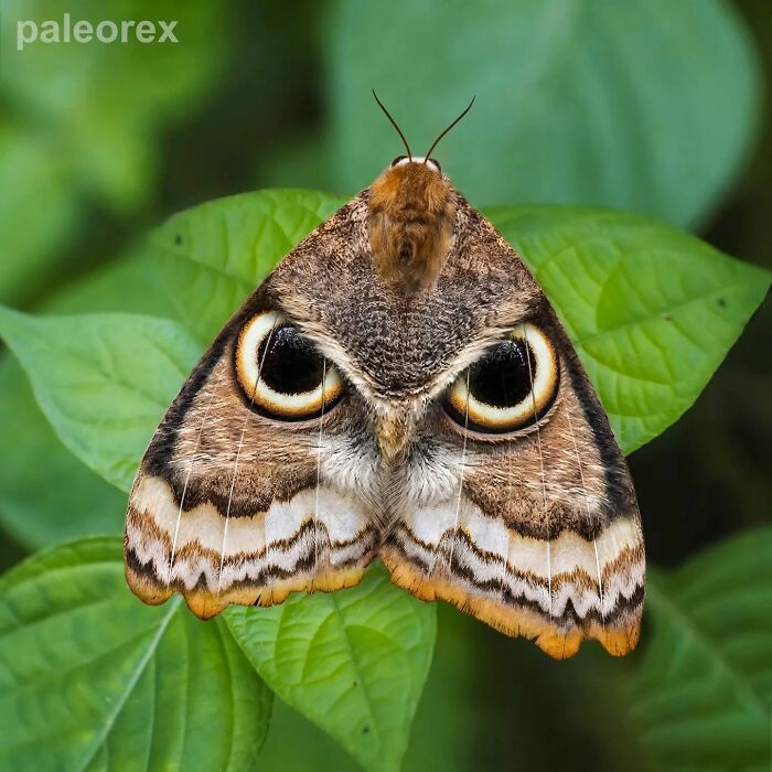 Источник: www.patreon.com/Paleorex