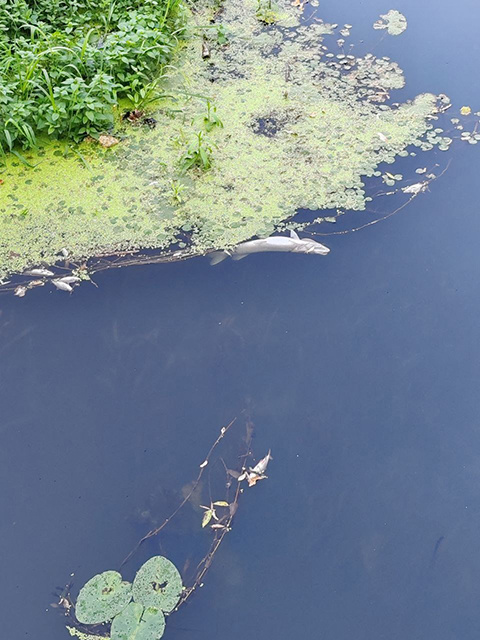    1 сентября возле монастыря Коренная пустынь в реке всплыла рыба