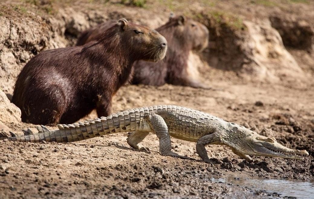 Почти сладкая парочка. Почти. Фото из сети в отрытом доступе.