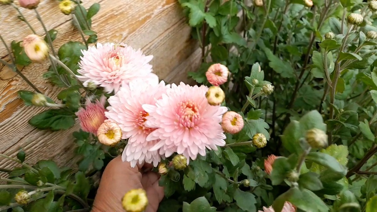 одно из моих новых удовольствий , выращивать цветы