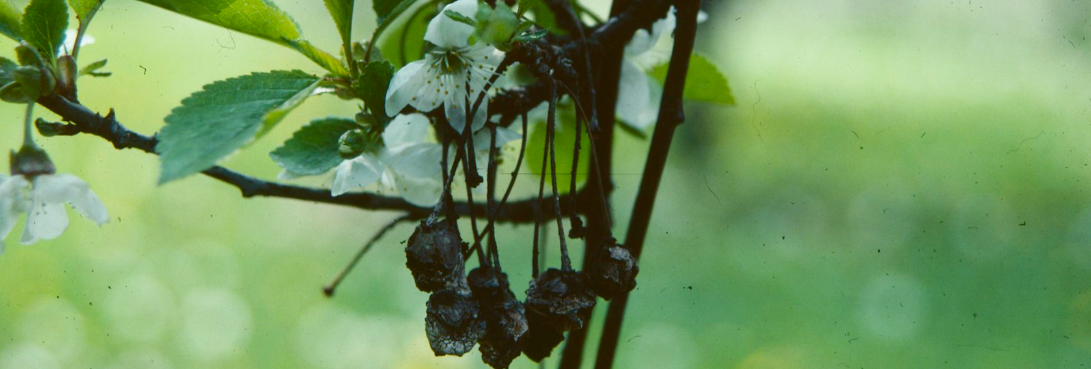 Фото: New York State IPM Program at Cornell University | flickr