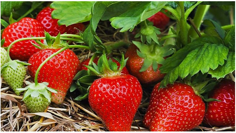  Правильная подкормка - ключ к сладкой и крупной ягоде