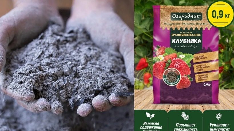 Выбор удобрений для клубники - на любой вкус