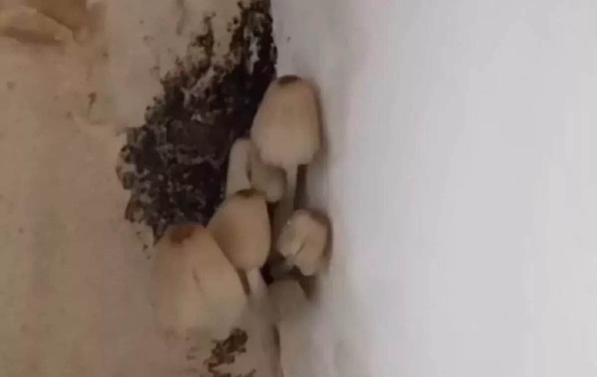 Скрин с видео. 