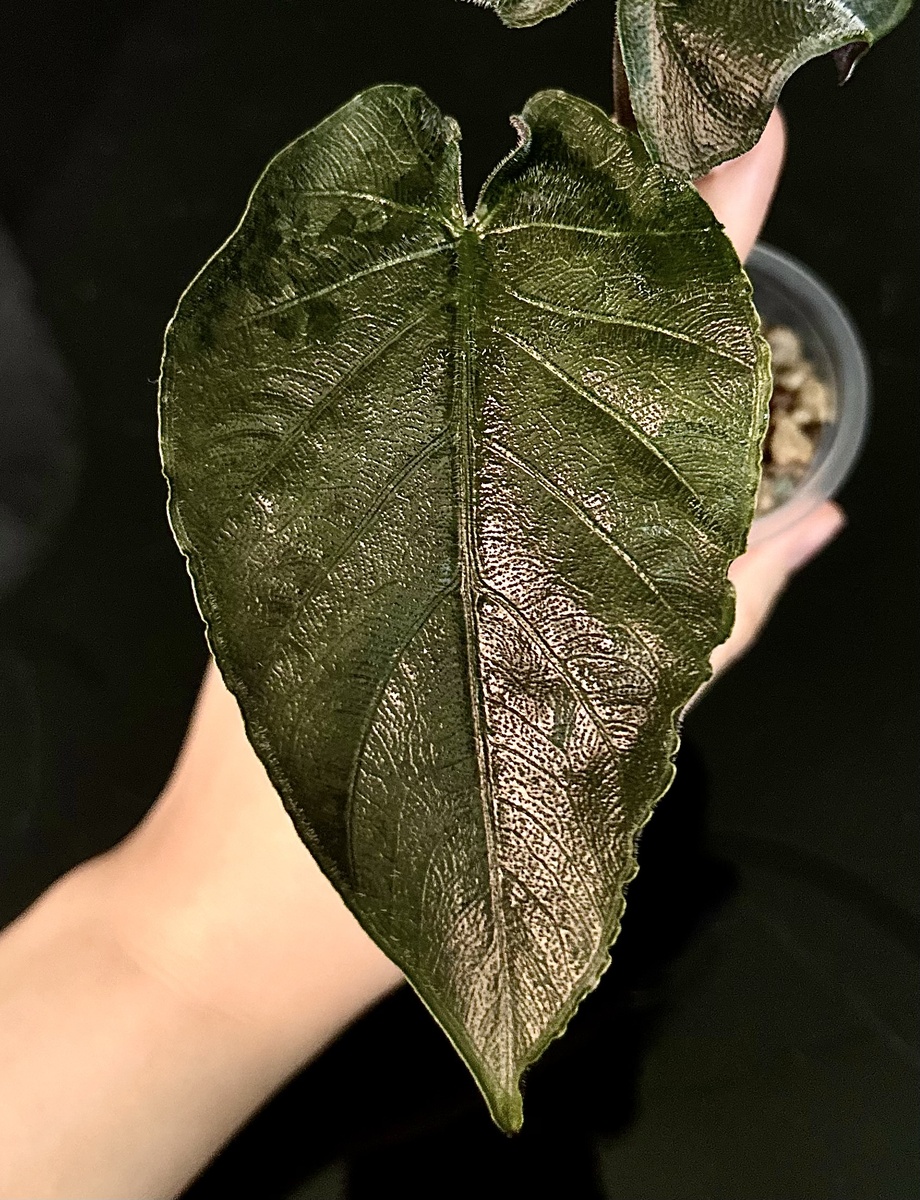 Alocasia Antoro Velvet