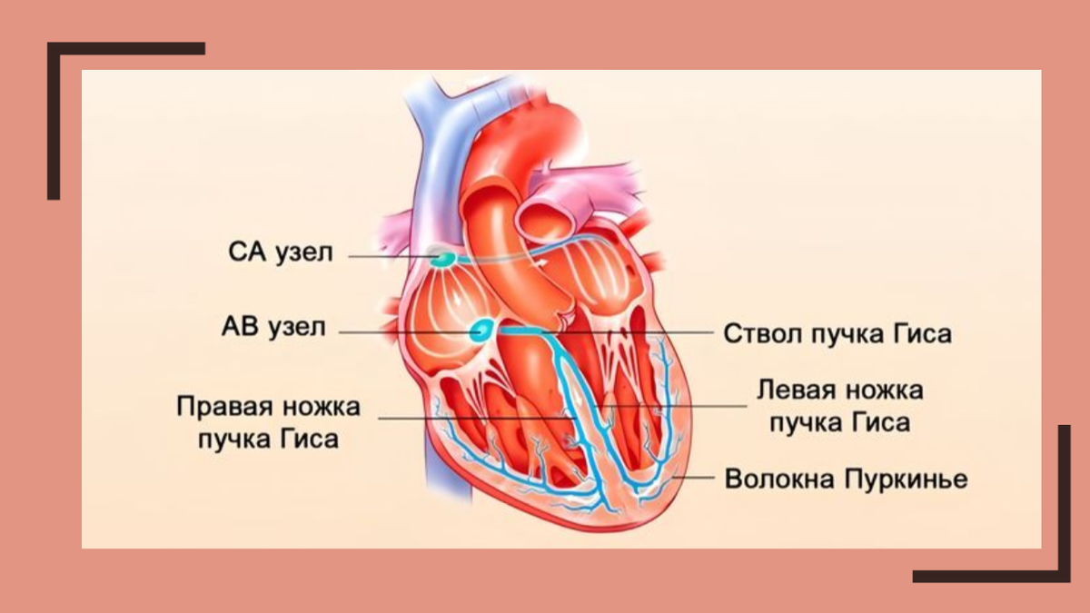 Проводящая система сердца