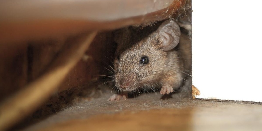 Нежеланные гости уйдут и не вернутся: 5 способов избавления от грызунов эффективно и быстро