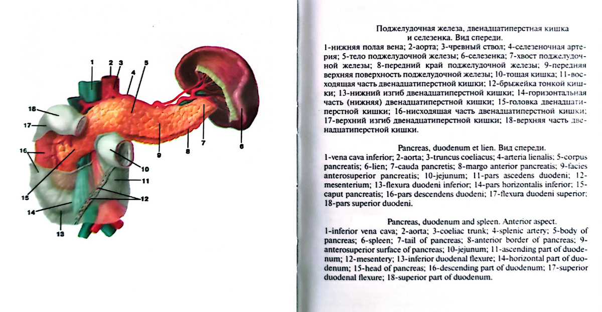 Поджелудочная железа, двенадцатиперстная кишка и селезёнке. Вид спереди. 