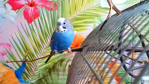 下载视频: Волнистики, чумиза и веточки 🦜🦜👍