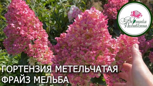 ГОРТЕНЗИЯ МЕТЕЛЬЧАТАЯ ФРАЙЗ МЕЛЬБА