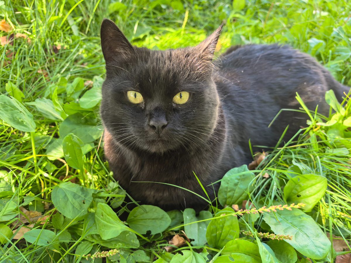 Наша красотка