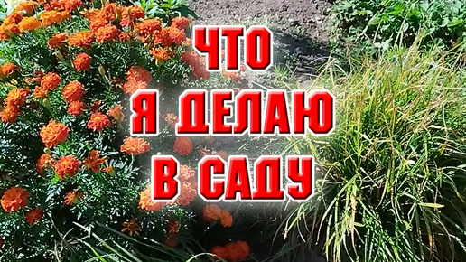 И опять жара. Что я делаю в саду?