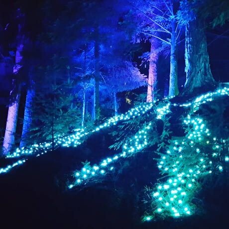 Биолюминесценция — это одно из самых удивительных явлений, происходящих в природе. Научное название этого феномена происходит от латинского слова "bio" (жизнь) и греческого "lumen" (свет). Мы можем наблюдать его в действиях множества живых существ, от крошечных микробов до величественных глубоководных существ, которые освещают темные глубины океана. В этой статье мы погрузимся в захватывающий мир биолюминесценции, исследуем ее причины и значение, а также ее влияние на человеческую жизнь и науку. 

Как это работает?

Биолюминесценция происходит благодаря химическим реакциям, которые происходят в организме живых существ. Основным веществом, участвующим в этих реакциях, является люциферин — молекула, которая, вступая в реакцию с кислородом, испускает свет. Люцифераза — фермент, который катализирует эту реакцию, бывает у различных организмов, и именно благодаря этому они могут светиться. 


Кто светится?

Наиболее известные примеры биолюминесцентных существ — это светлячки, медузы и некоторые виды грибов. Светлячки используют свет для привлечения партнеров во время спаривания, а медузы могут ослепить хищников, создавая яркое свечение. Глубоководные рыбы, такие как агрессивные ангелы, используют свет для того, чтобы привлечь добычу. А некоторые виды грибов освещают землю в лесах, создавая магическую атмосферу.