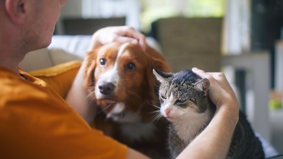    Нейрофизиолог Черниговская заявила, что домашние животные обладают сознанием Артём Гирик