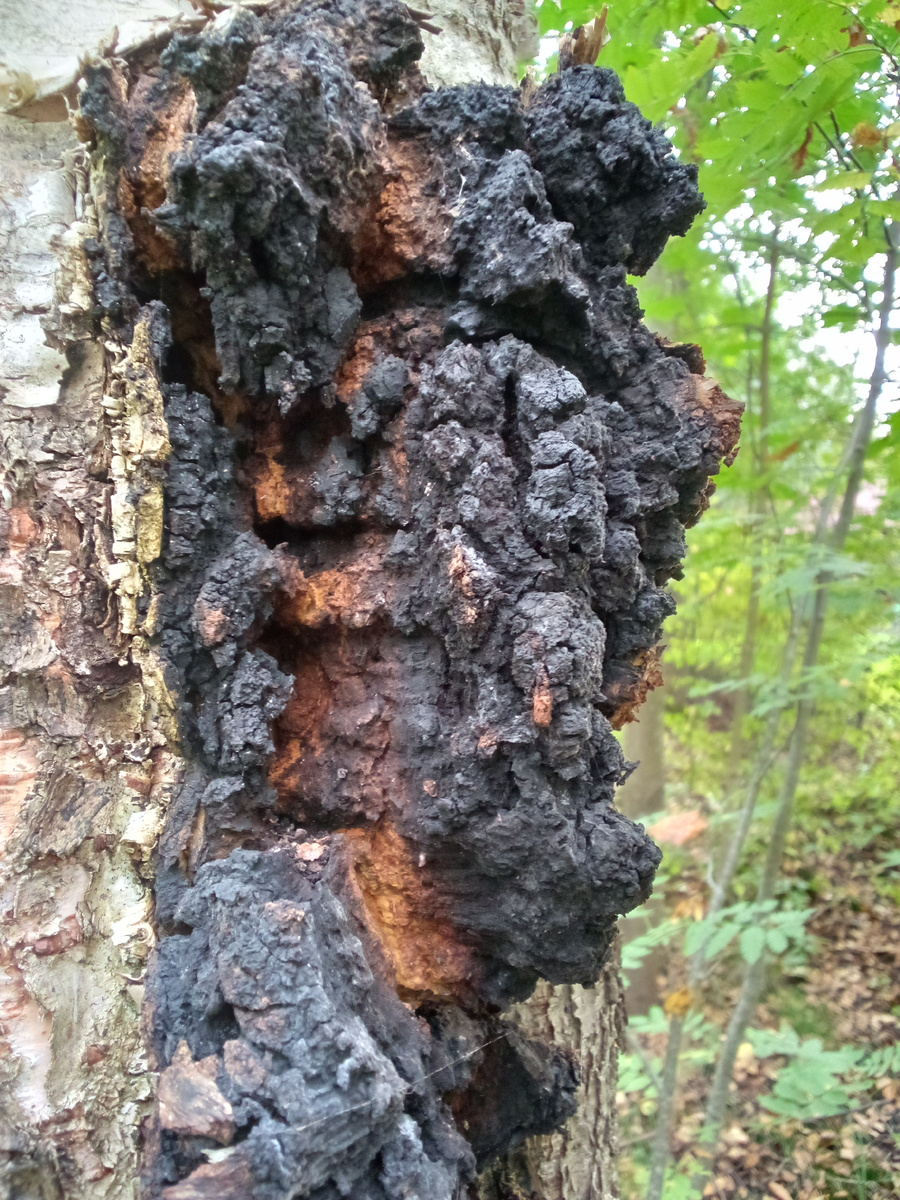 Фото из домашнего архива. Чага, растущая на берёзе. 