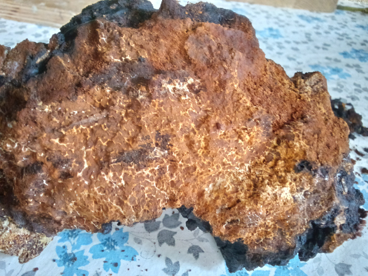 Фото из домашнего архива. Мягкая чага. 