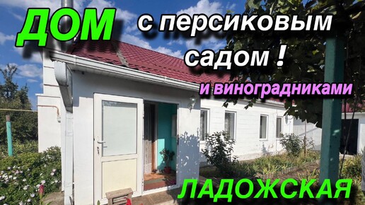 ДОМ С ПЕРСИКОВЫМ САДОМ! И ВИНОГРАДНИКАМИ/ СТ. ЛАДОЖСКАЯ