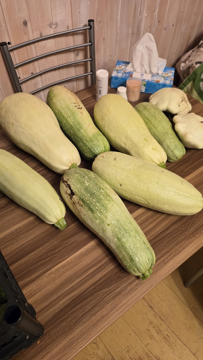 Монстры кабачки