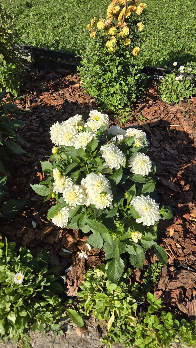 Мои георгины