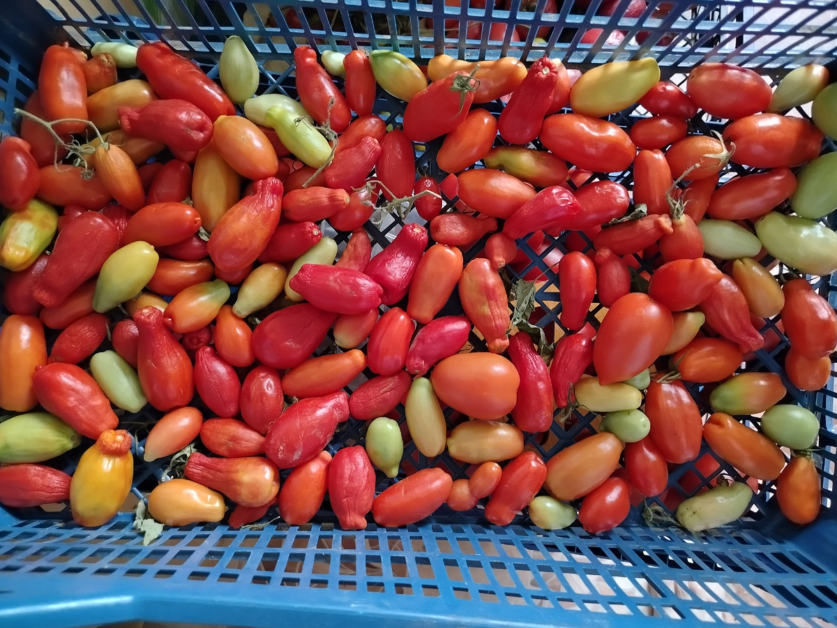 Остатки мелоплоднвз помидоров. #помидоры