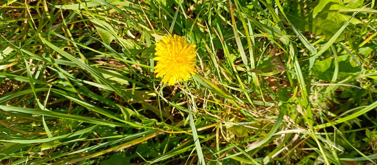 Одуванчик.