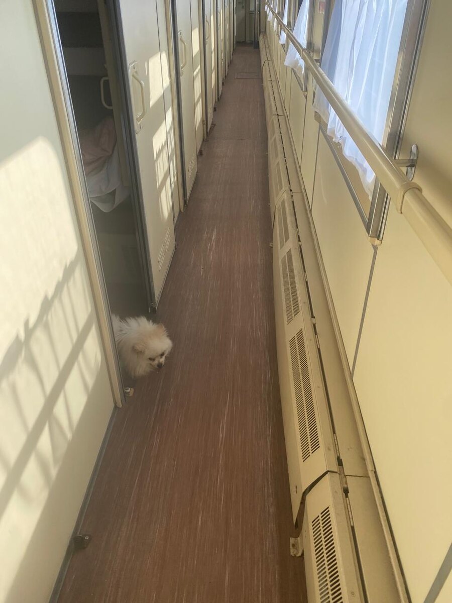 Пушистый пассажир Лео, изгладила вдоль и поперек😍