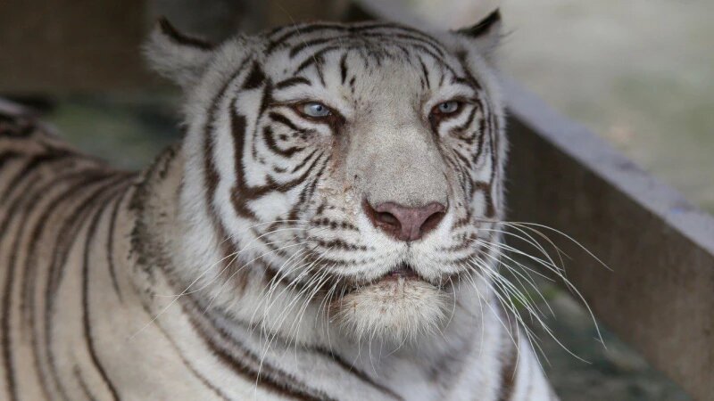     Белая тигрица в барнаульском зоопарке улыбается на камеру. t.me/zoo22ru