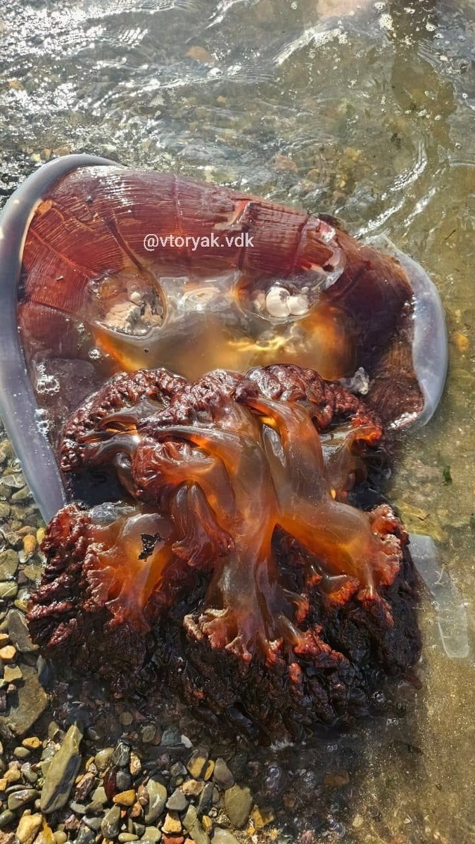     Источник: vtoryak.vdk