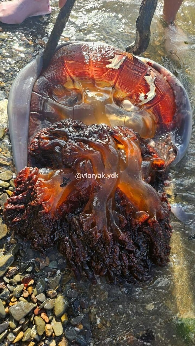     Источник: vtoryak.vdk