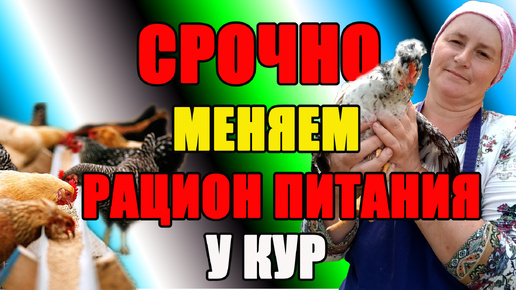 СРОЧНО меняем рацион питания у кур.