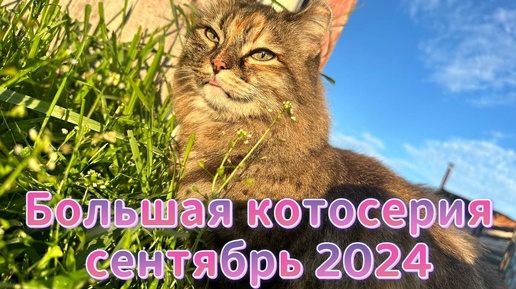 Большая котосерия сентябрь 2024❤️😻✨