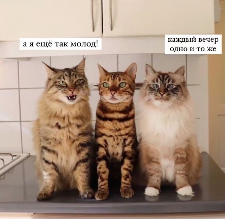 Я не с ними (мысли кота посередине)