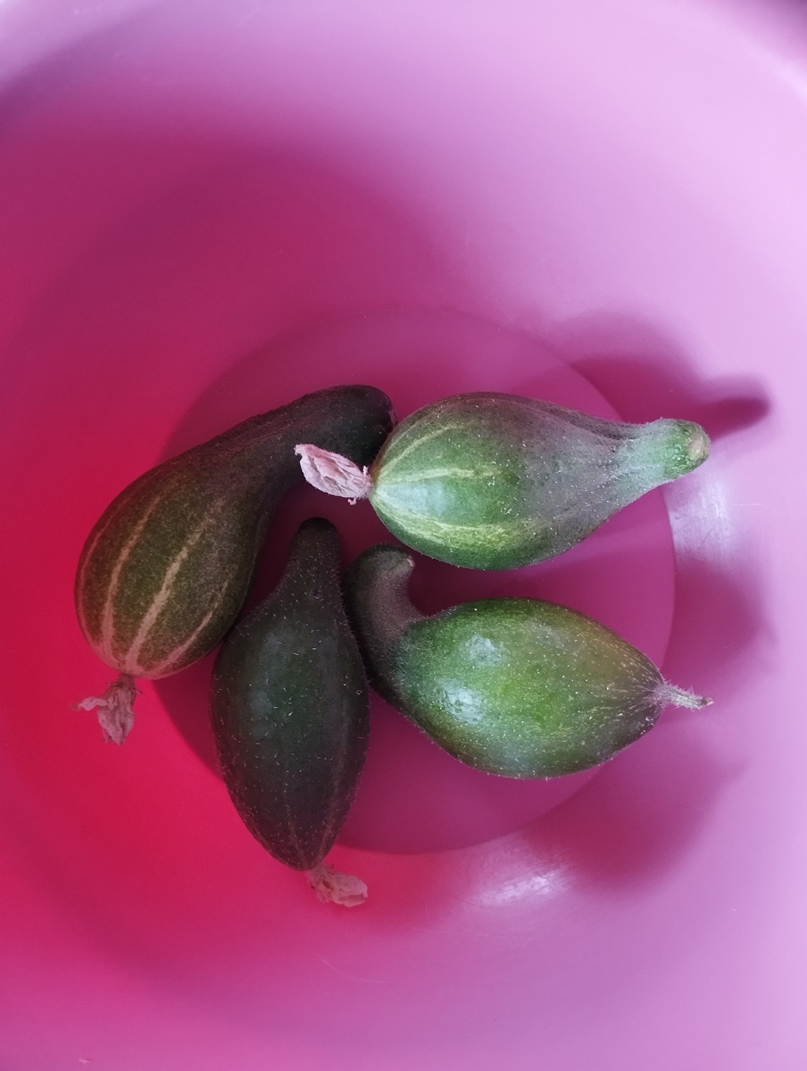 Милые пузатики