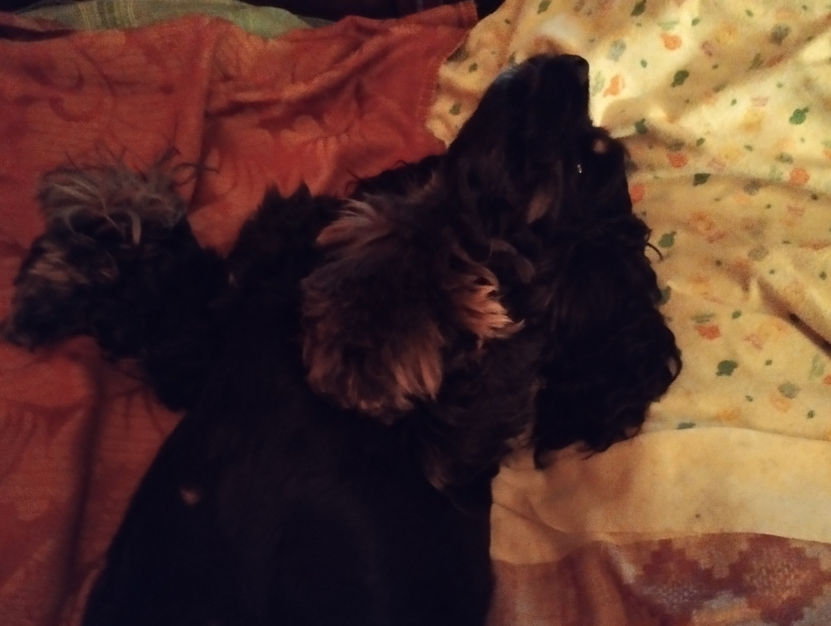 Хозяйка, я тут не причём