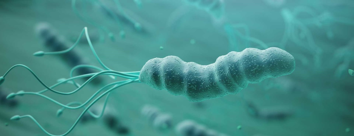 Helicobacter pylori. Иллюстрация: hopkinsmedicine.org