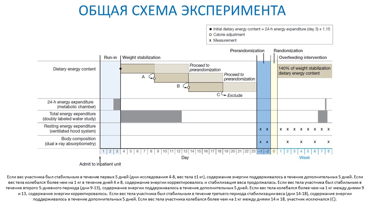 Рисунок 1. Период стабилизации веса на нормальной диете (дни) и далее период переедания по энергии примерно на 40% с разным содержанием белка (недели).