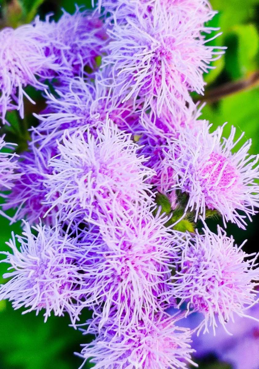 Агератум (Ageratum) относится к семейству Астровые. Название «агератум» произошло от латинского «ageratos» – «нестареющий».