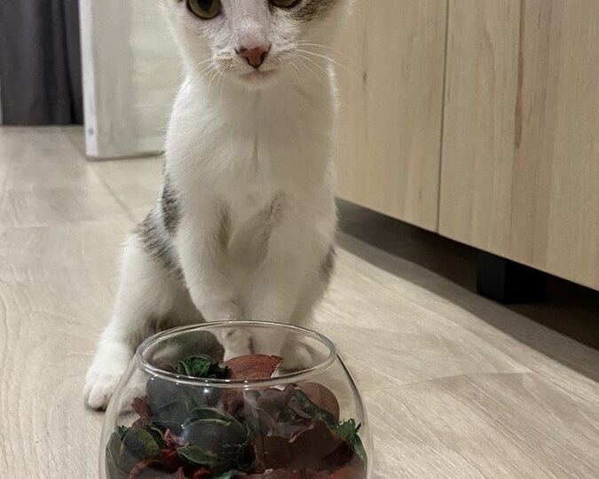 Старшая кошка будто помолодела!