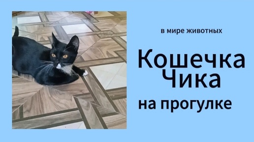 Кошечка Чика очень хотела гулять, однажды сбежала и пропала на 1,5 дня. Теперь выгуливаю её на шлейке