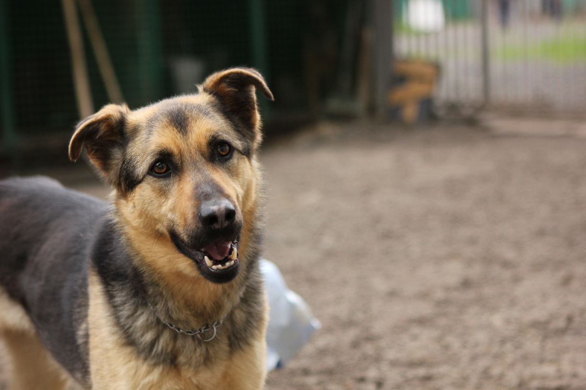 так это же самая лучшая черта собаки!