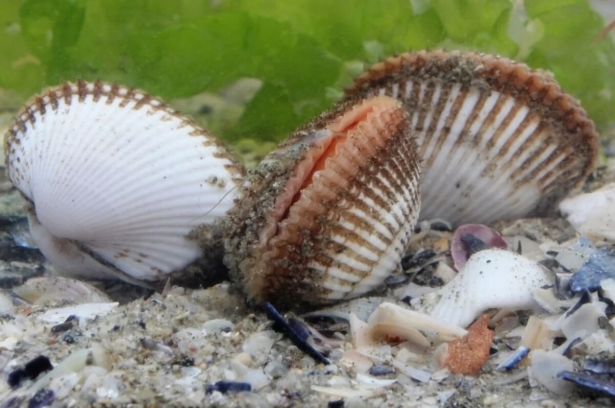    В водах Азовского моря стало больше моллюсков