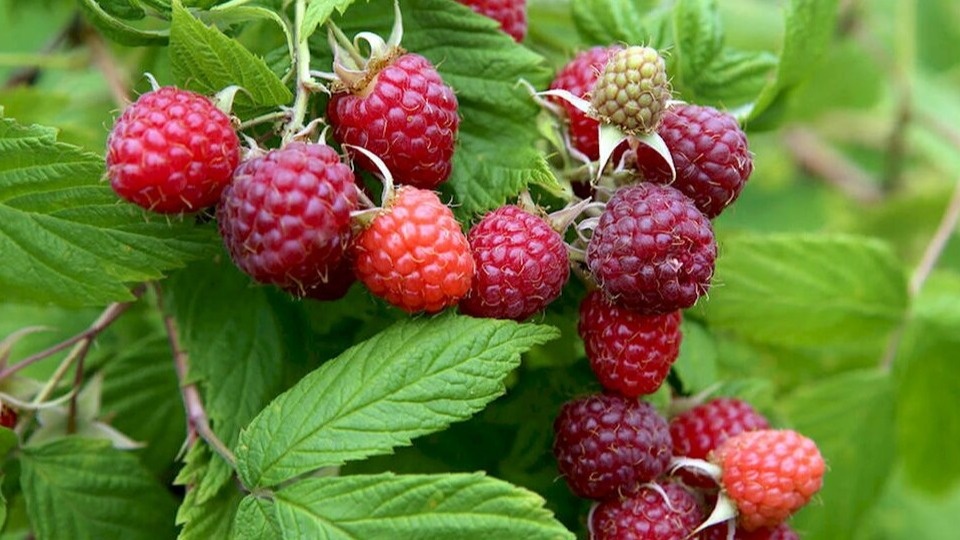 Вот так выглядит малина после правильной обрезки - глаз радуется!